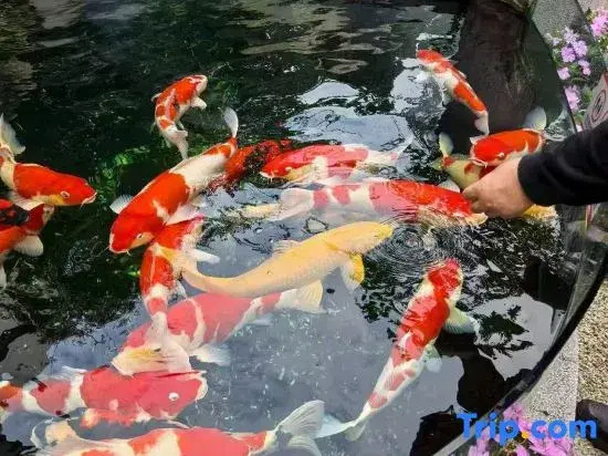 Weixi Homestay (Mangshi Square)