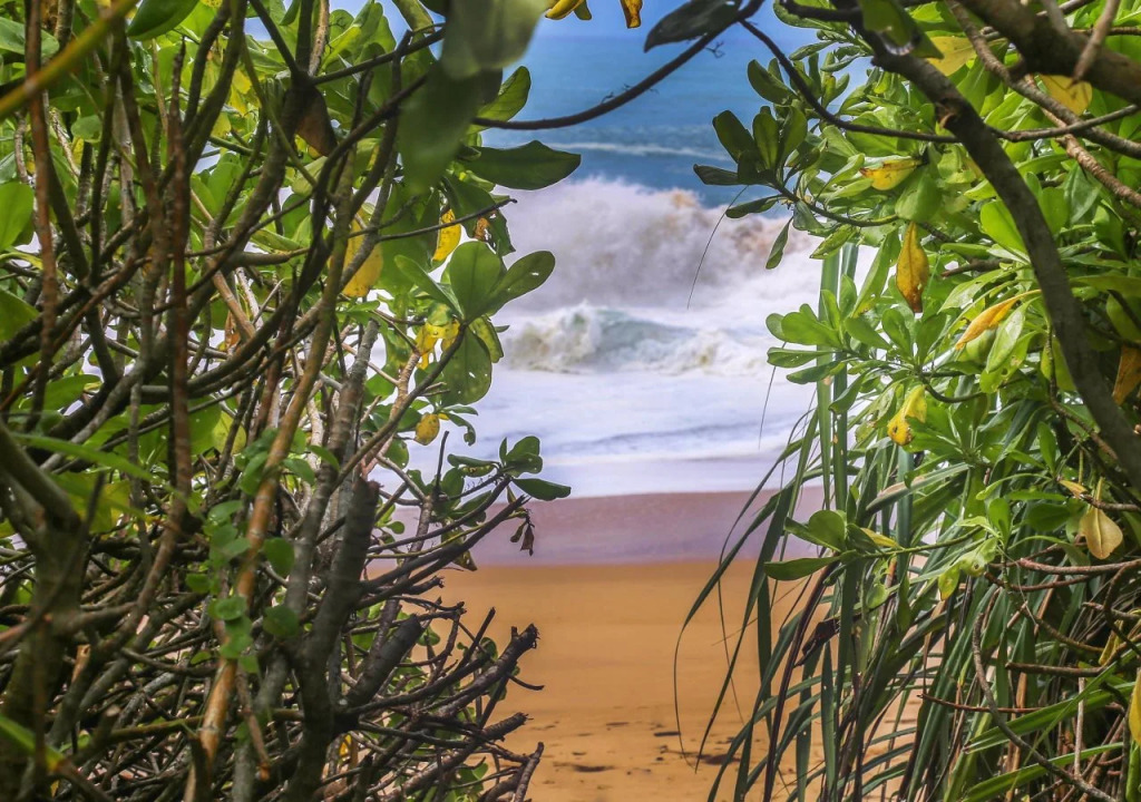 Turtle Nest