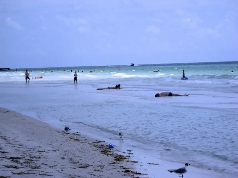 Beach Palms 6B by Anna Maria