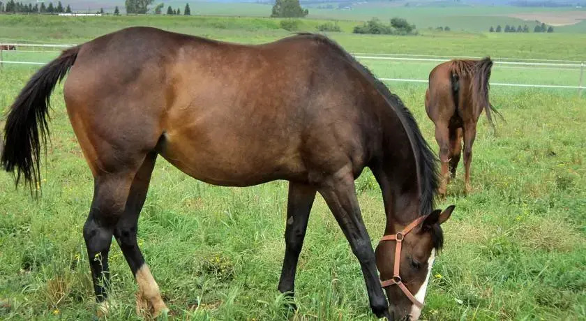 Wynnholme Stud Self Catering