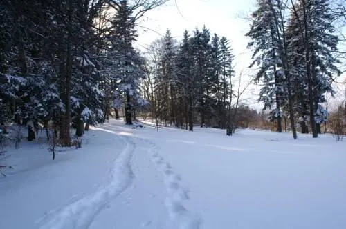 Les Ormes