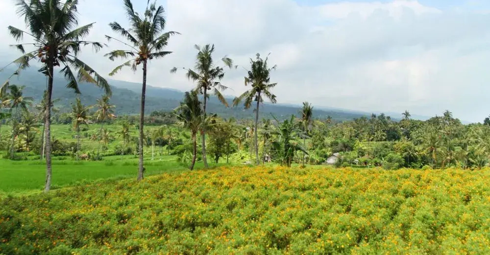 The Khana Sambangan