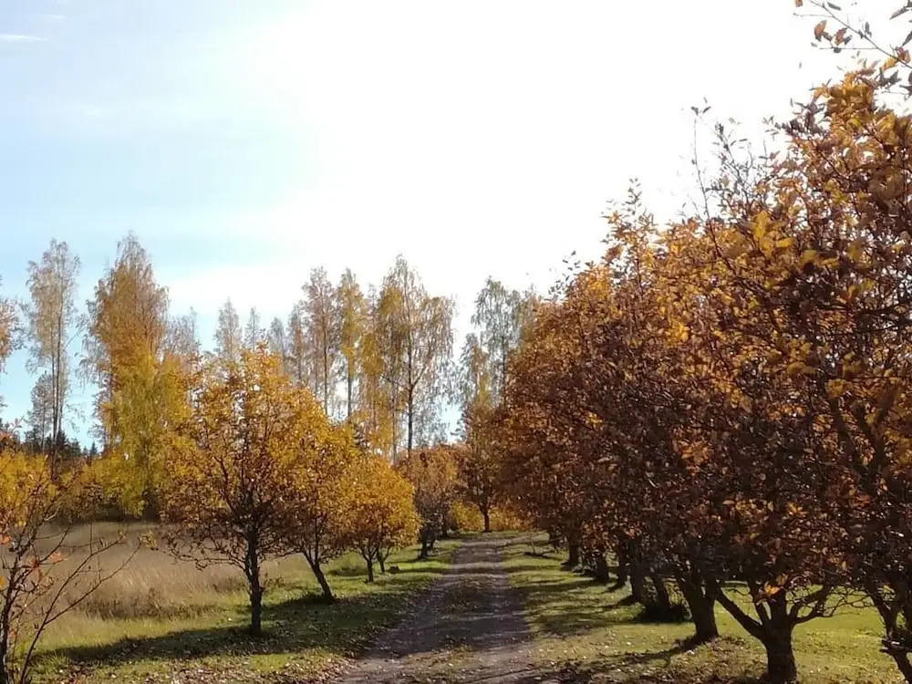 Hopeaniemi Resort