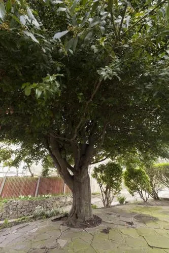 The Bay Tree