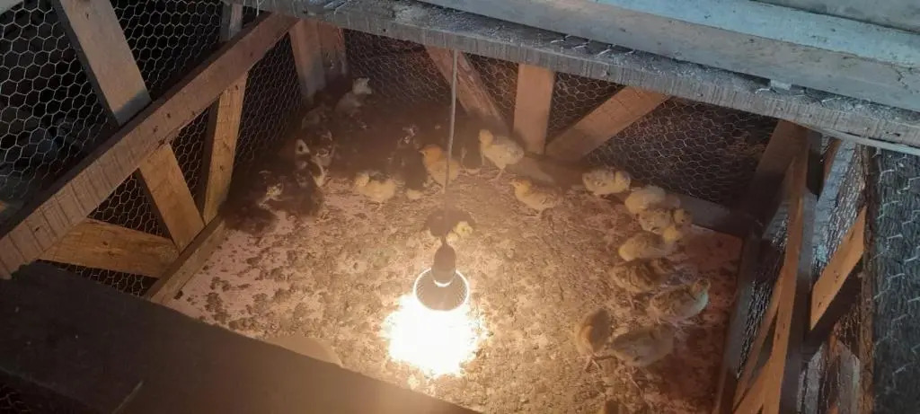 Olive garden 2 farm