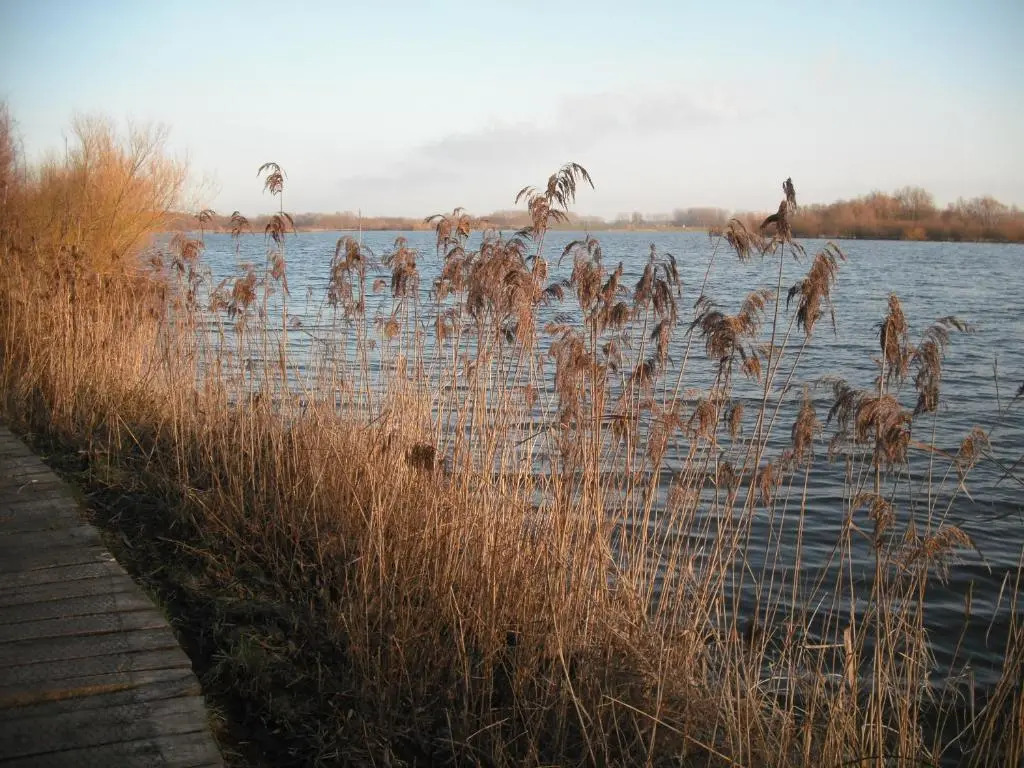 B&B De Meerkoet
