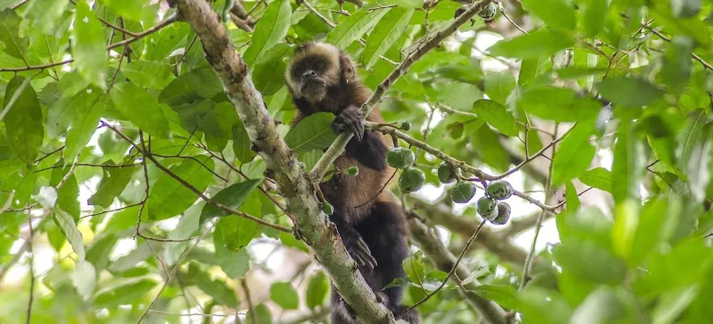 Tambopata Ecolodge