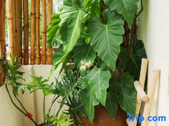 Quán Trọ Thanh Xuân Homestay