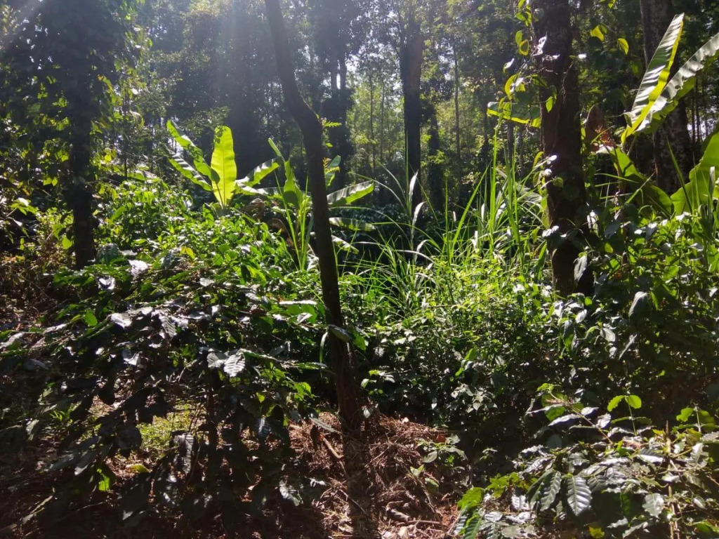 Heights Farm Stay - Nature Stay Near Madikeri