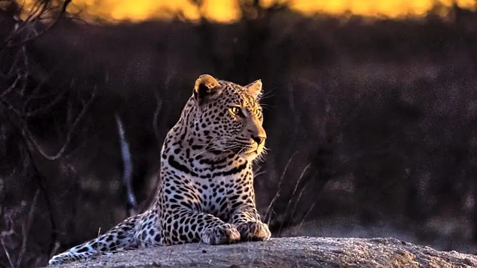 Geigers Camp by NEWMARK