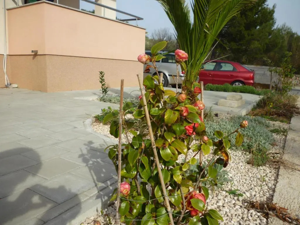 Apartments Branka