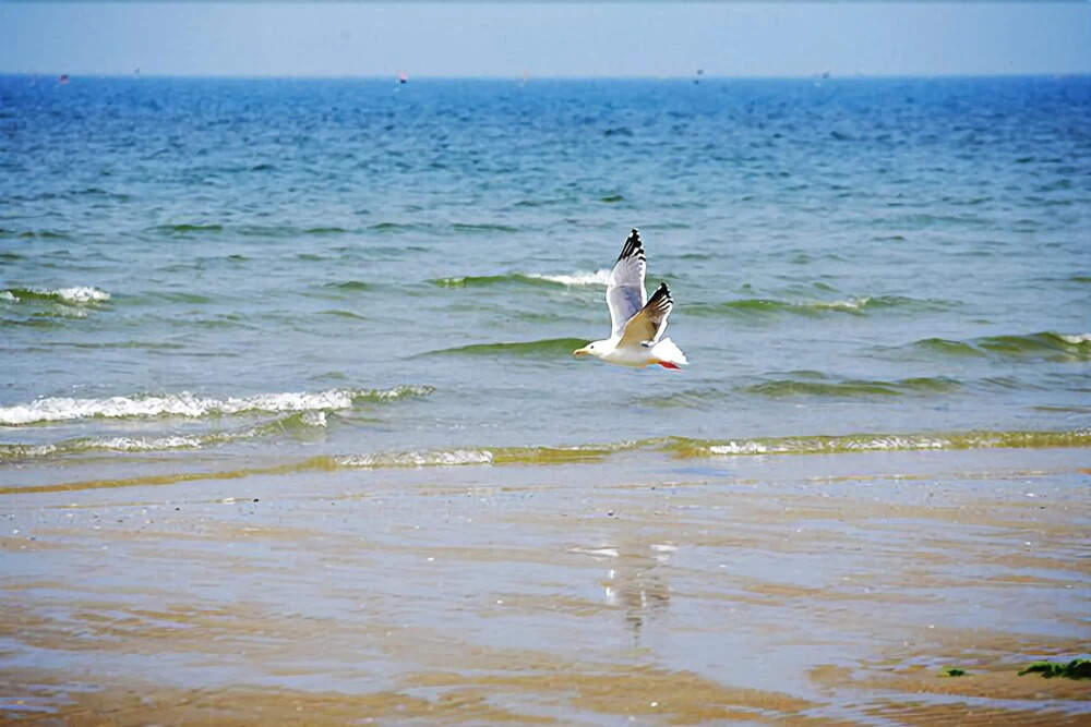 Taean Golden Chive Pension
