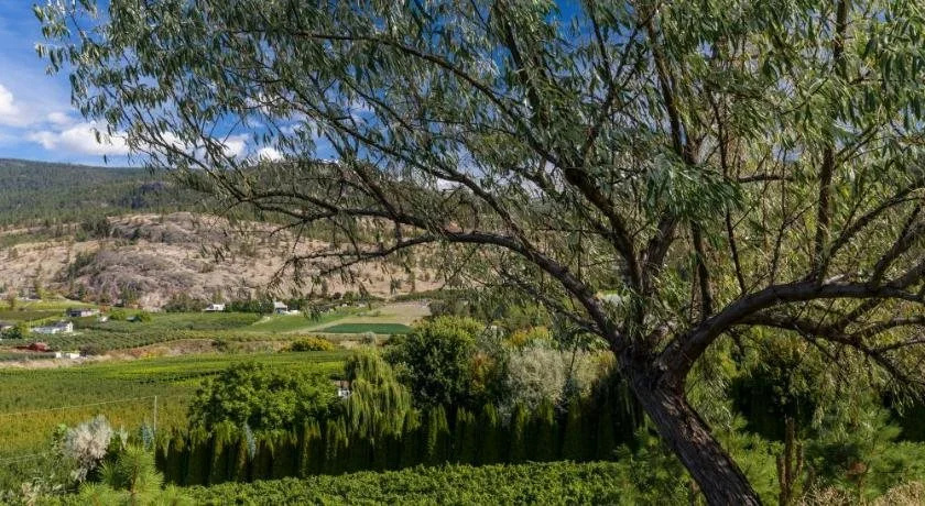 Serenata Guesthouse & Vineyard Retreat