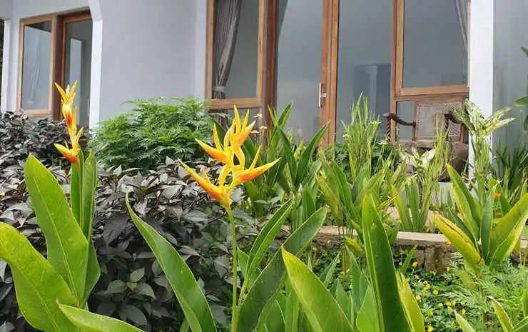 Mandevilla