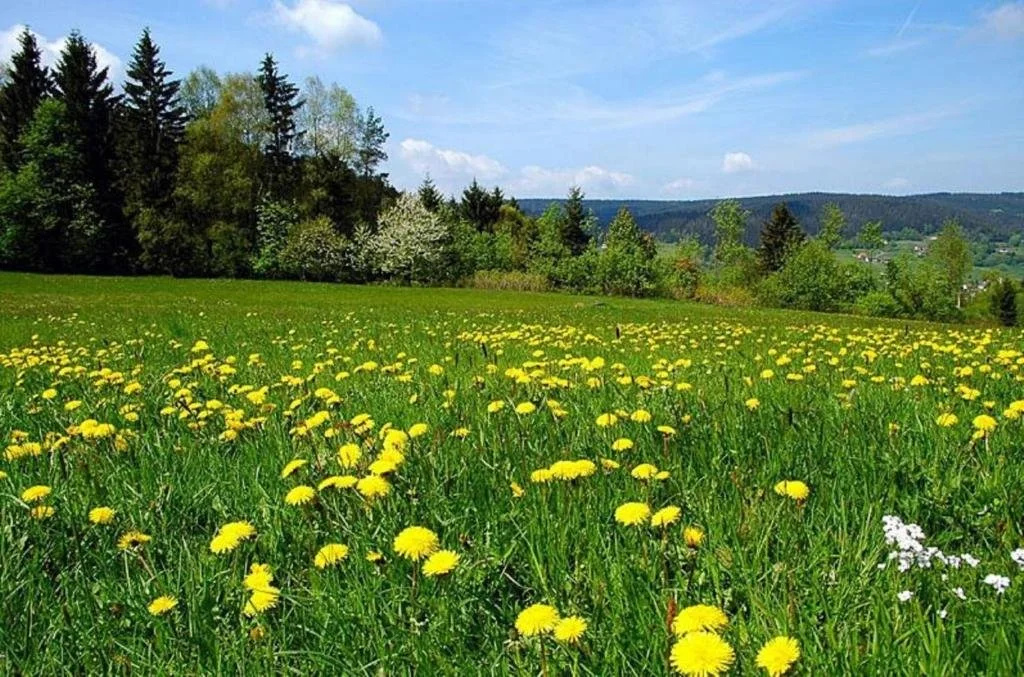 Pension Wiesengrund
