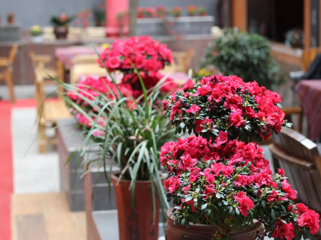 Wenjun Courtyard Hotel Chengdu ,English-Speaking , Pick-up Service ,Laundry Service , Local Tours