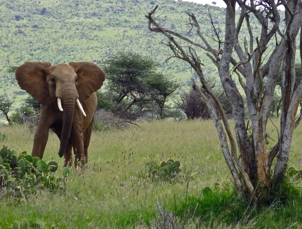 Ewaso Camp Laikipia