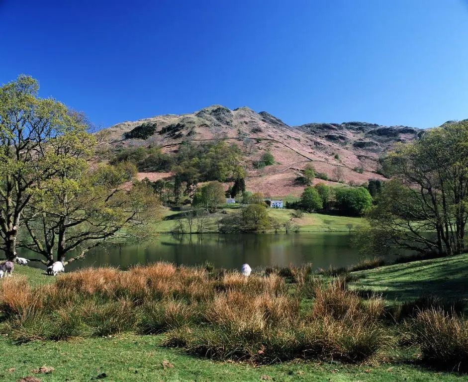 Woodlands Hotel & Pine Lodges