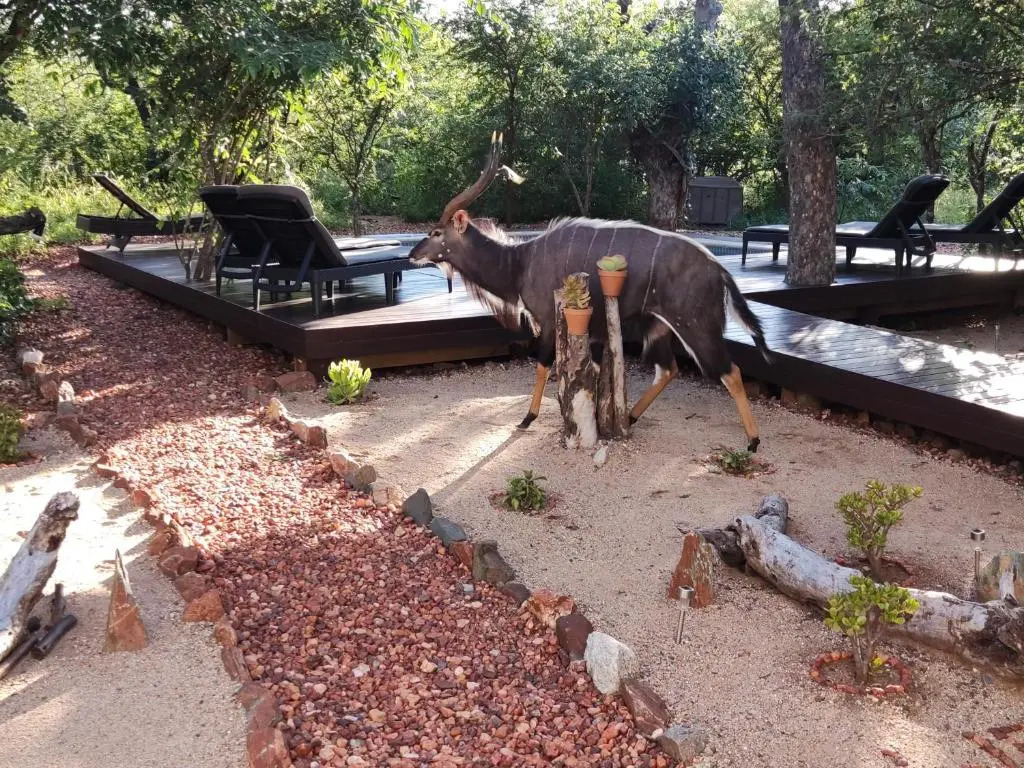 Gem in the bush lodge