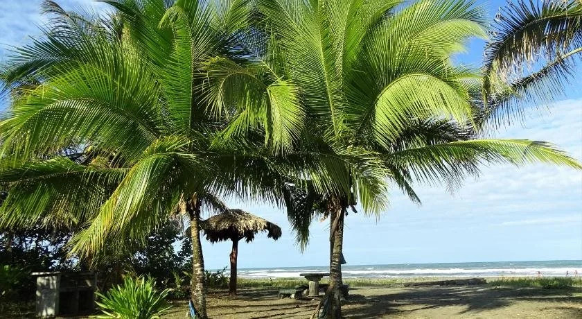 Casa Caribbean Coconut