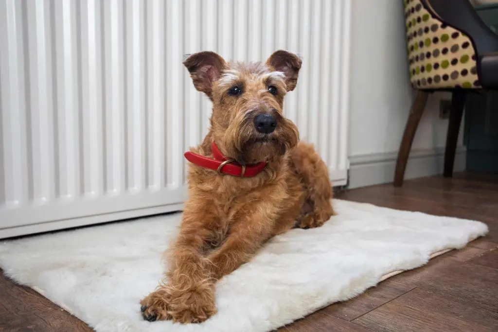 Luxury Warwick Townhouse I Walk to Castle I Dog friendly I Private patio garden I