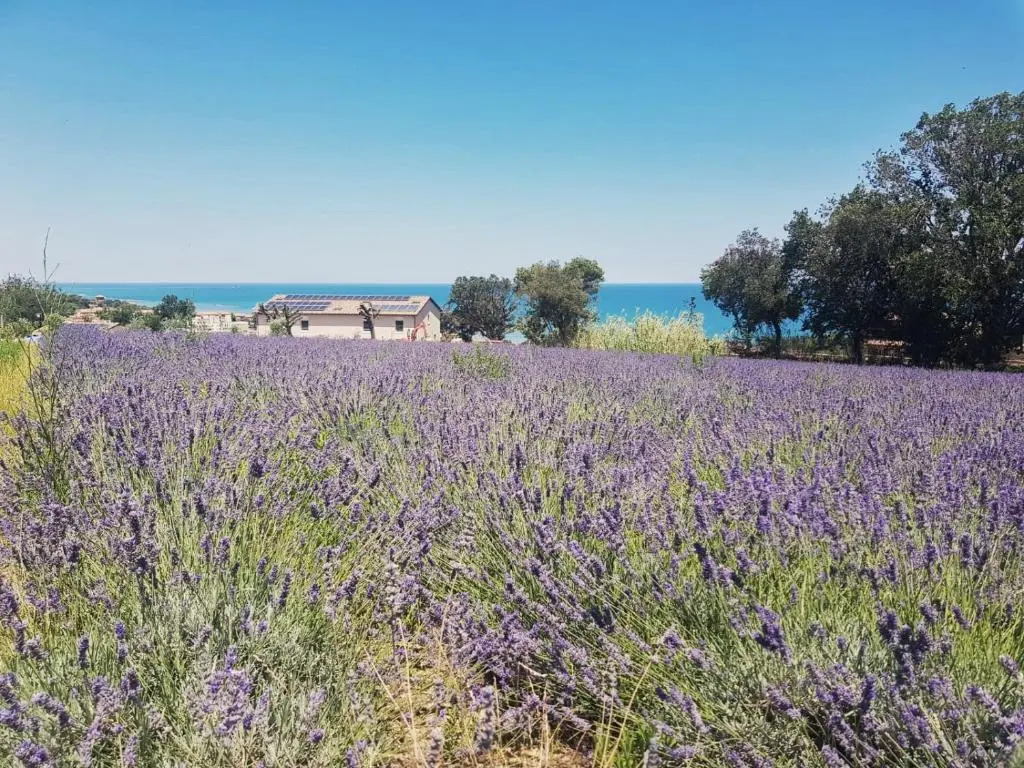 Agriturismo Il Colle Dei Lecci