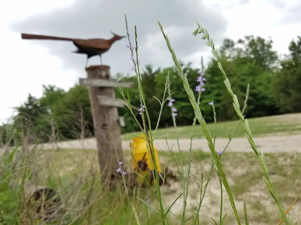 Savannah's Meadow