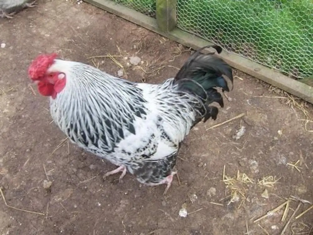 Offley Grove Farm
