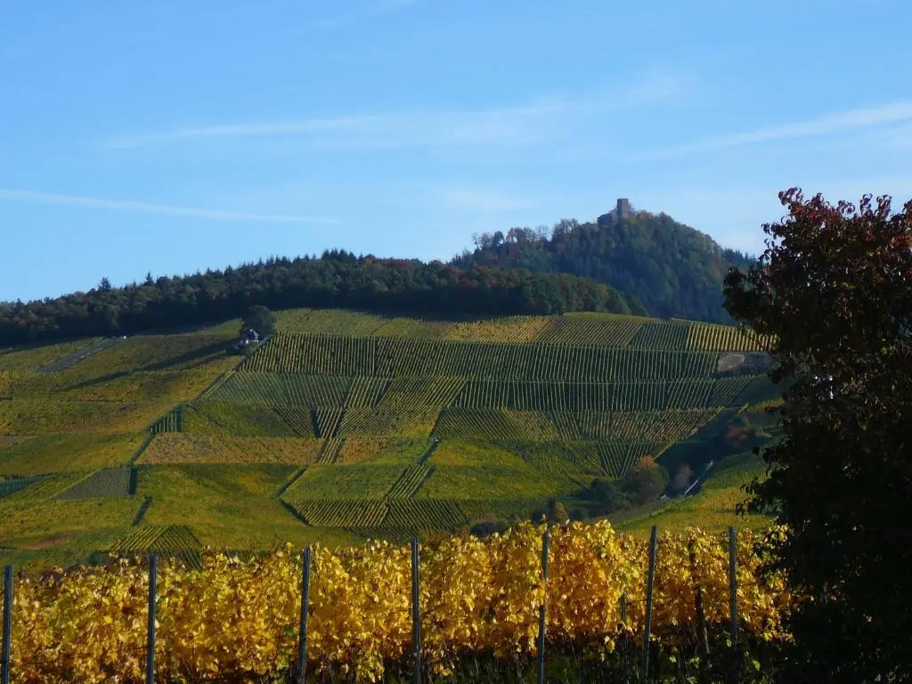 Winzerhof unter der Yburg