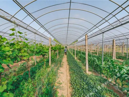 Dasein Tomato club