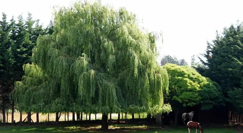 Le Clos du Loup