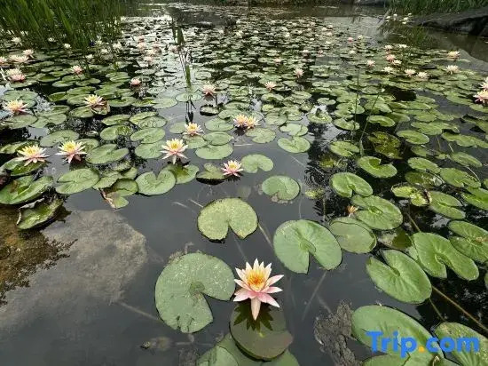 Watermark Promenade · Riverside Charm & Peak View Vacation Villa (Lijiang River Branch)