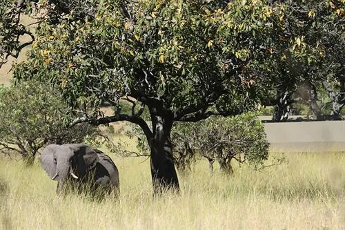 Lemala Mara Camp