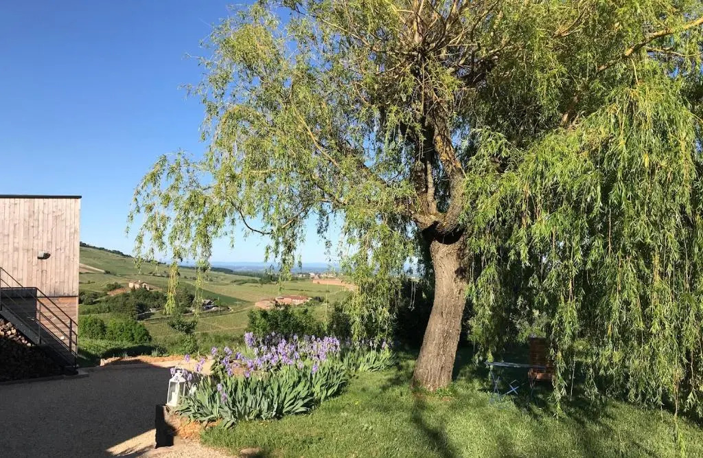 L'Esprit des Vignes