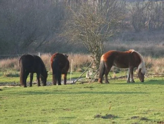 B&B - Stud Farm Sonne