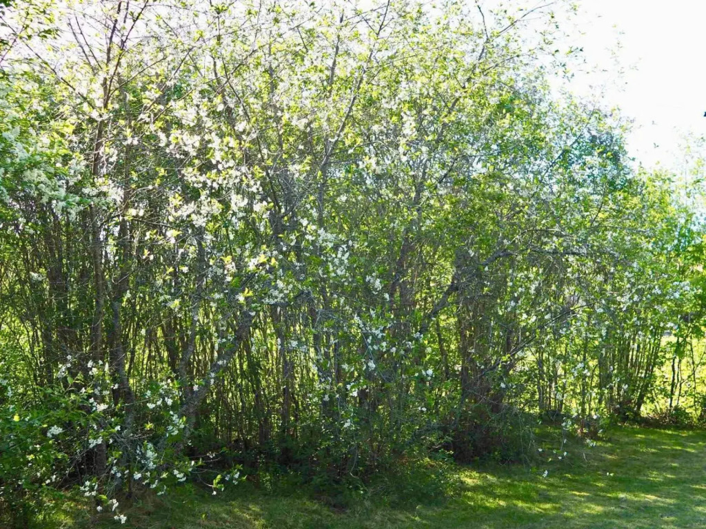 Orsastuguthyrning-Kyrkbyn