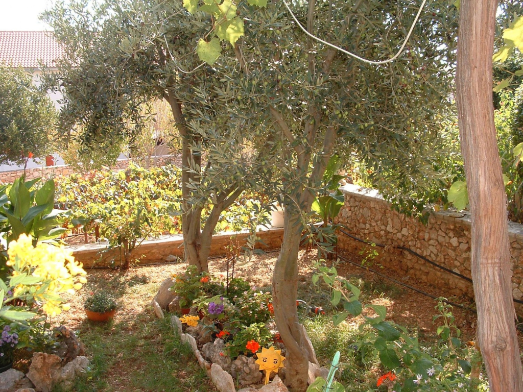 Room Mate 1 - 130 m from sea: R1 Zuta Bol, Island Brac