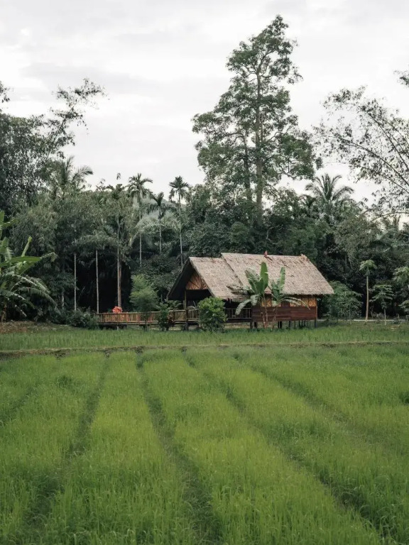 Our Jungle Camp - Eco Resort
