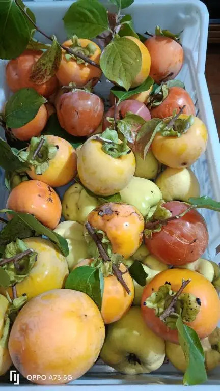 Agriturismo I Ciliegi Appartamento Ginestra