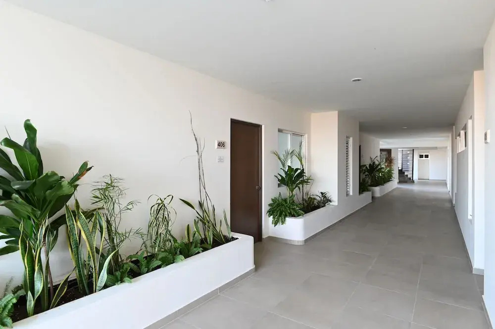 Solea 406