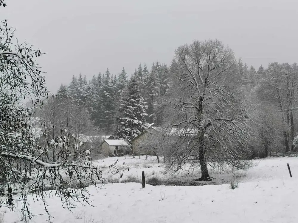 Forest-edge Stay, Burtonville