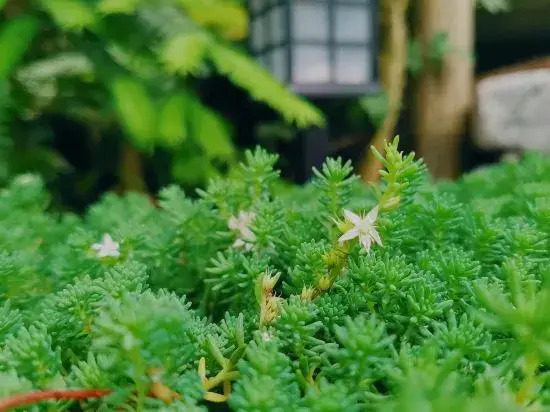 Daming Mountain Blossoming Homestay