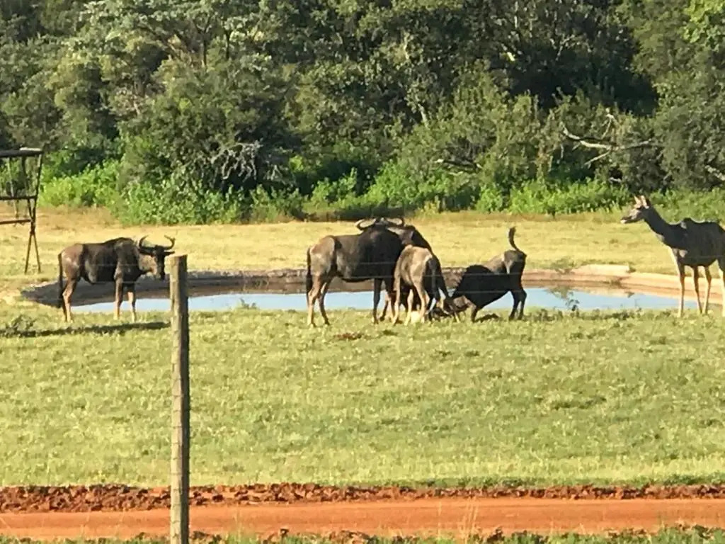 Olievenfontein Private Game Reserve