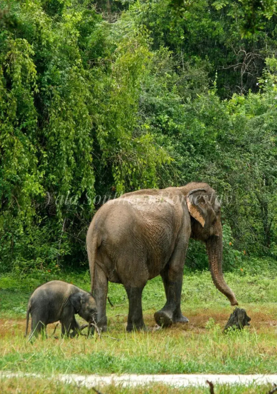 Yala Southern Homestay
