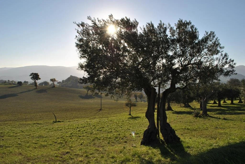Agriturismo LAntico Oliveto