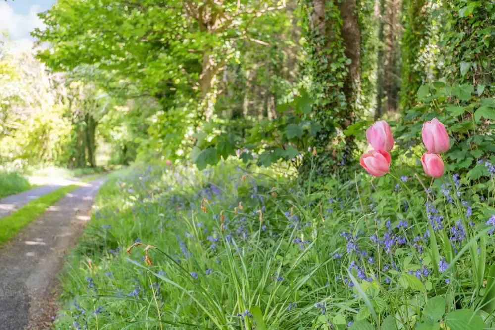 Bluebell Cottage