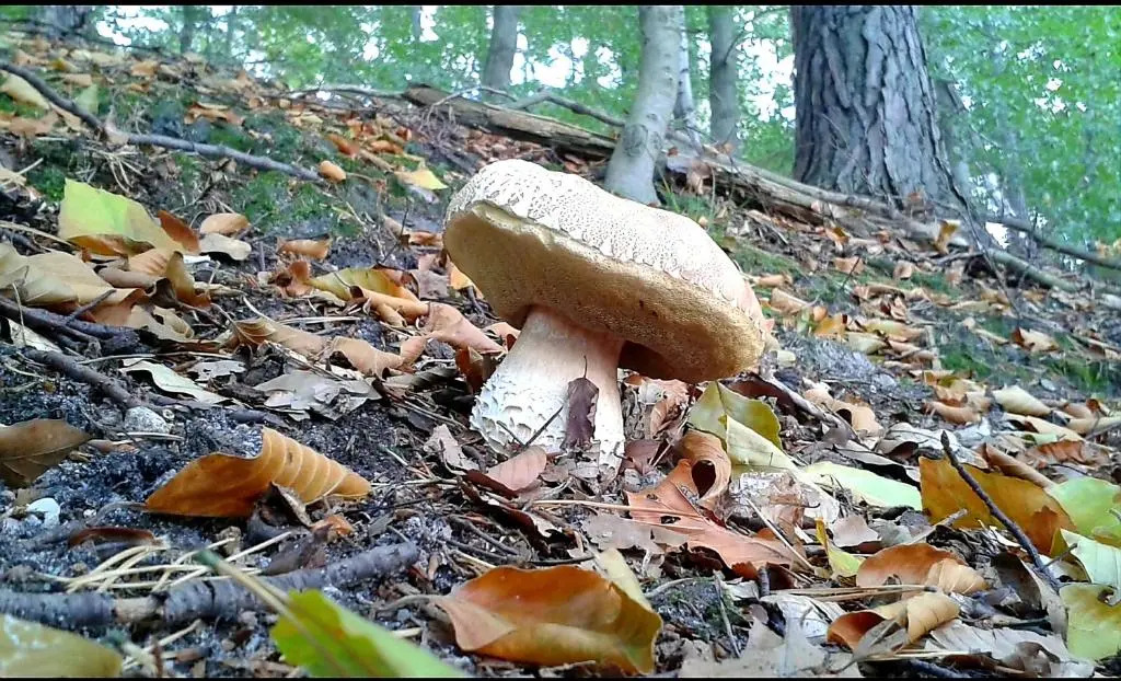 Saneczkowa3.10