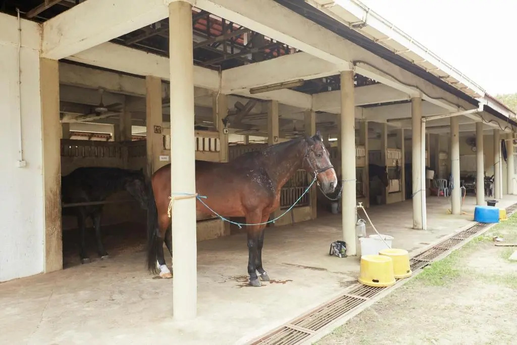 TERENGGANU EQUESTRIAN RESORT