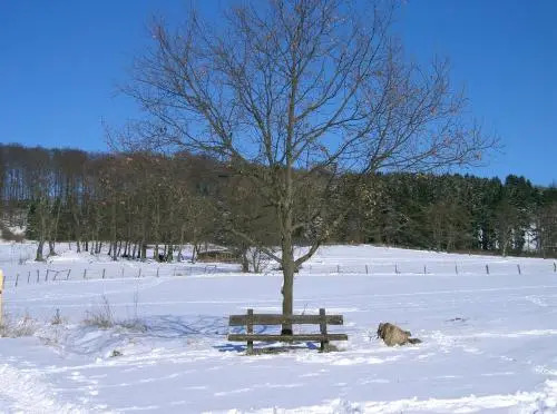 Fritzes Goldener Stern