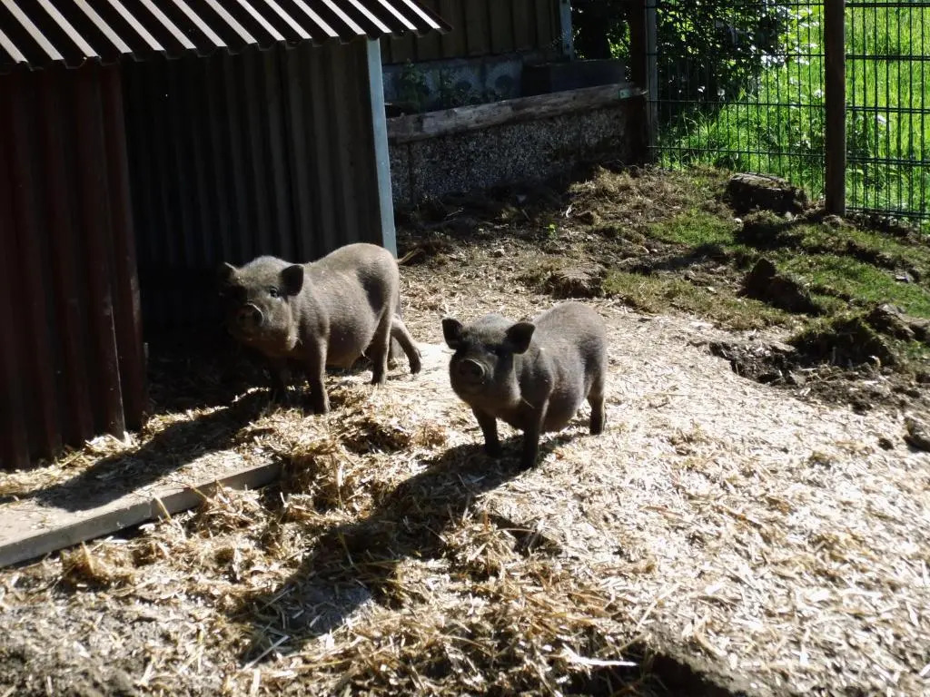 Pension Hesse